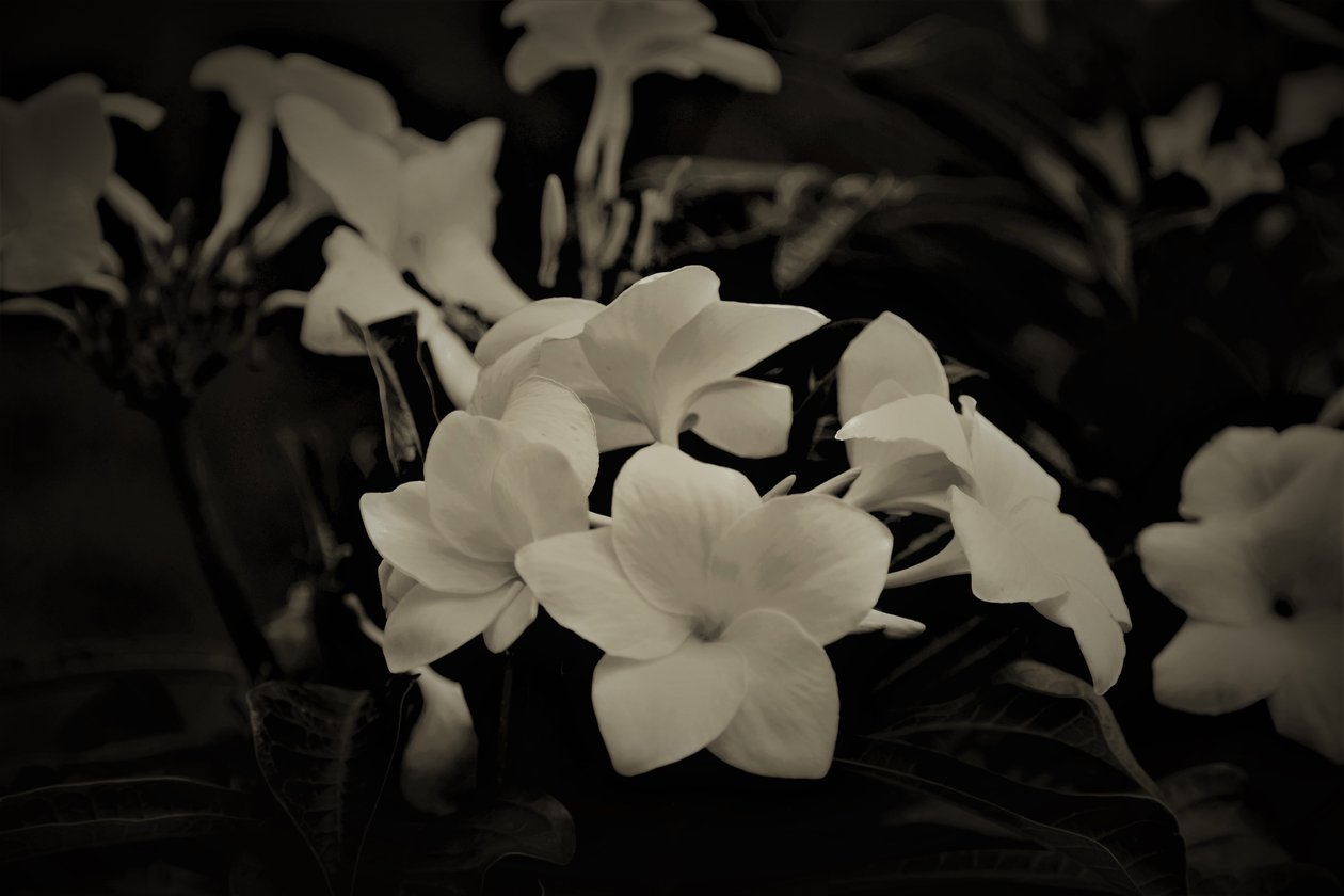 dekorasyonlar,2019,(fotoğraf) by Alex Caminker