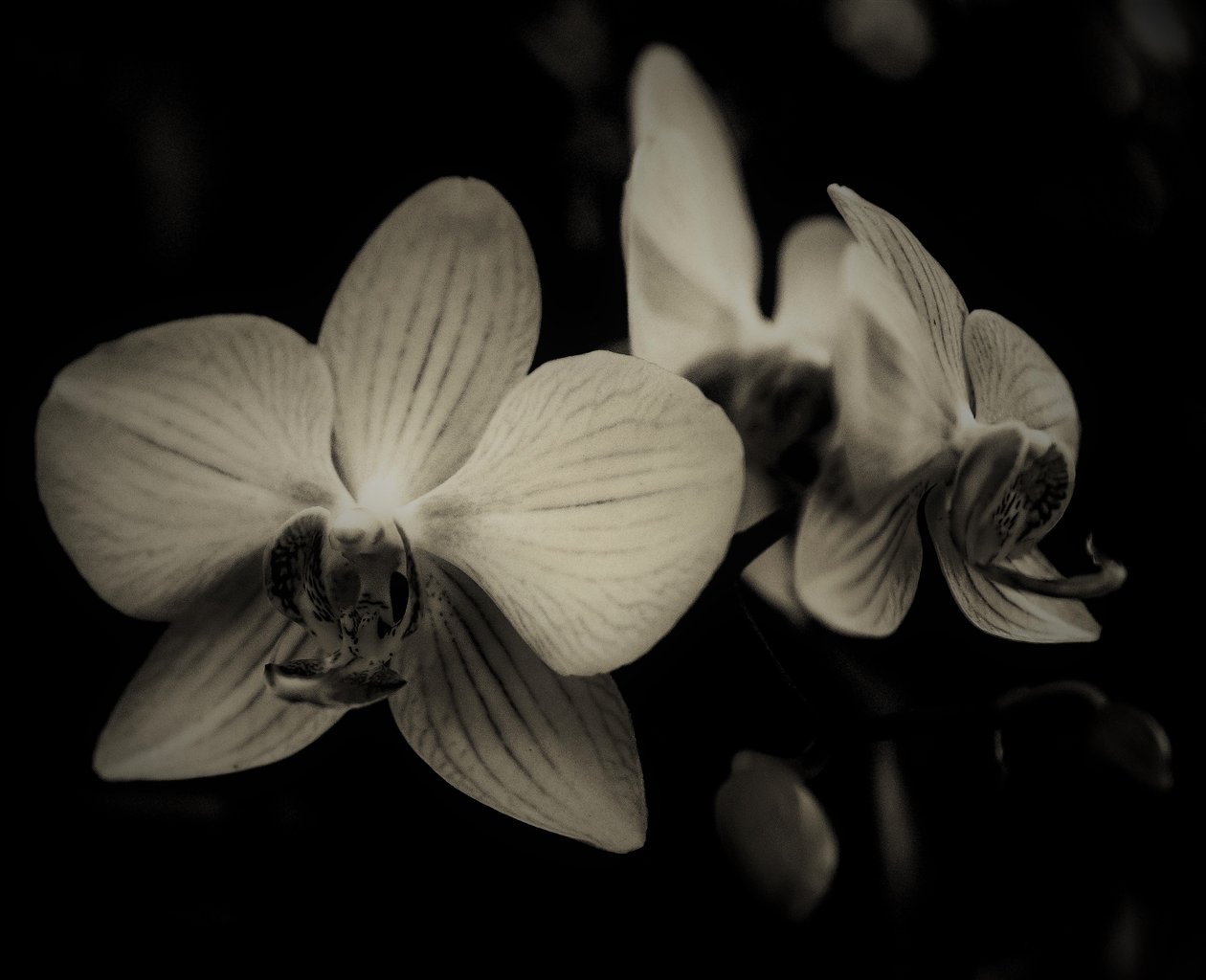 dinamik statik,2019,(fotoğraf) by Alex Caminker