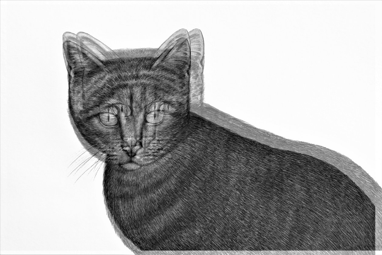 elektrikli kedi,2019,(karışık ortam) by Alex Caminker
