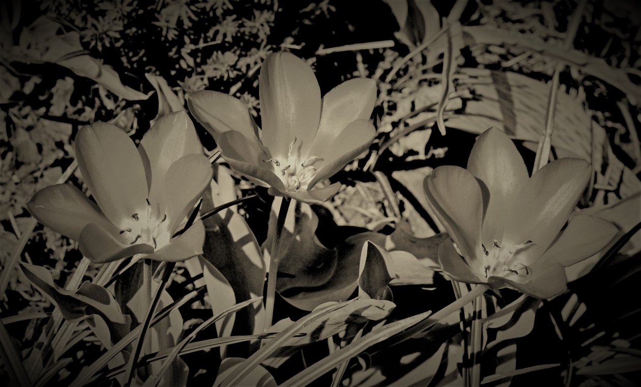 aile,2019,(fotoğraf) by Alex Caminker