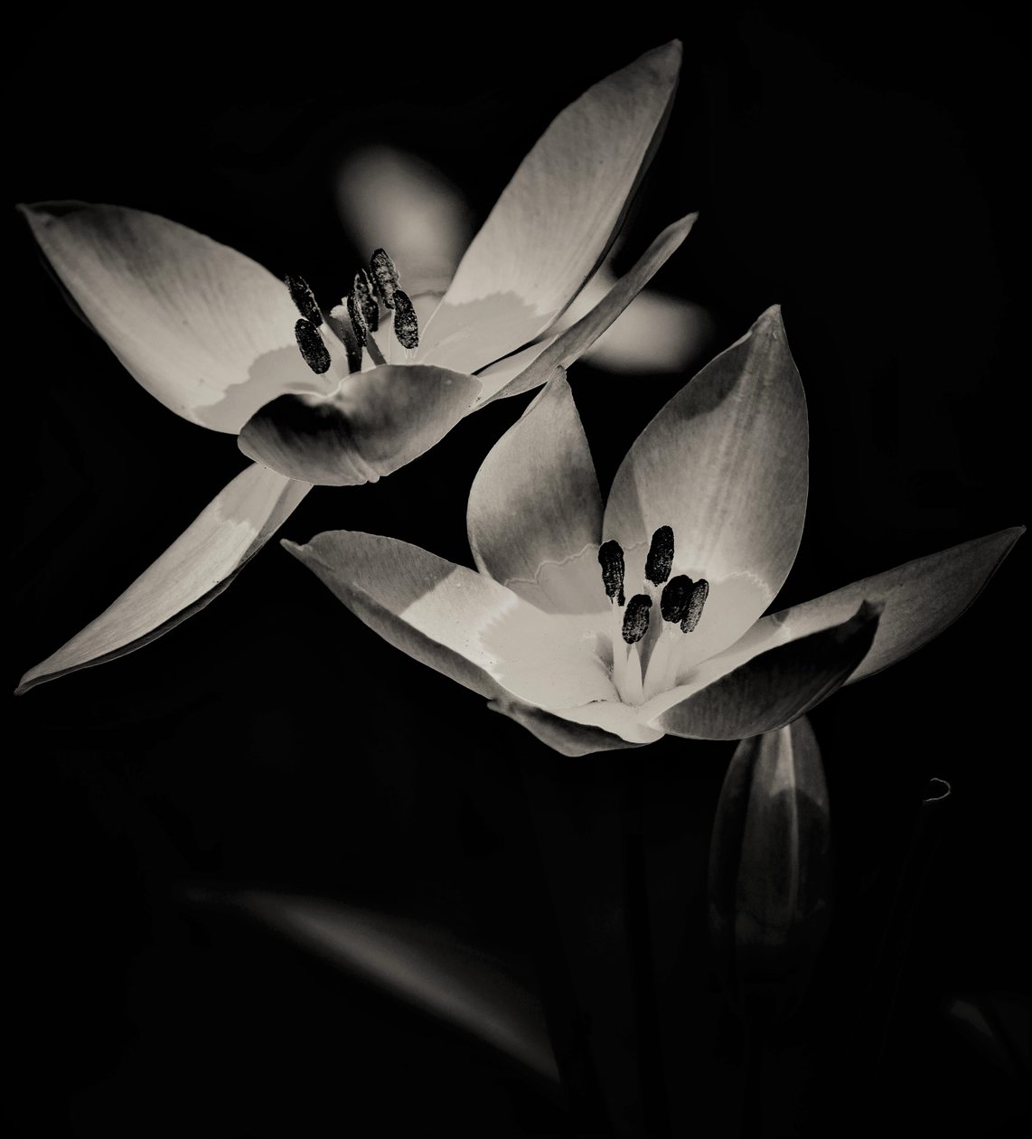 uçuş,2019,(fotoğraf) by Alex Caminker