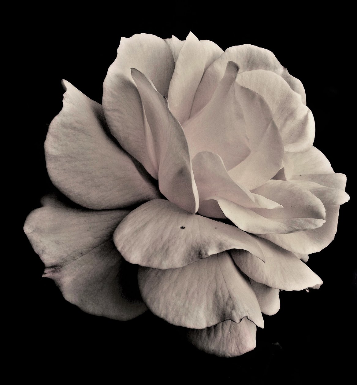 yaşayan geometri,2019,(fotoğraf) by Alex Caminker