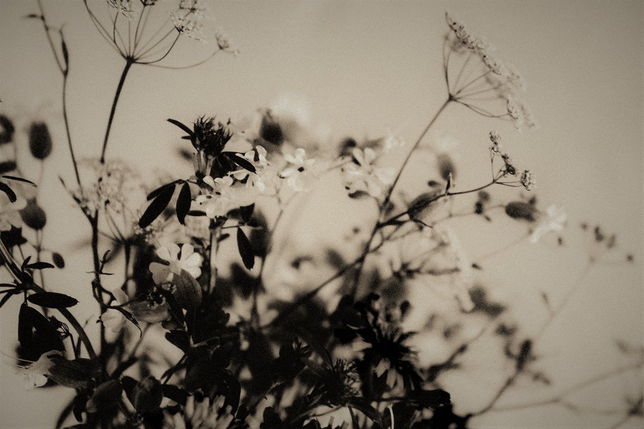 doğal dekorasyonlar,2019,(fotoğraf) by Alex Caminker