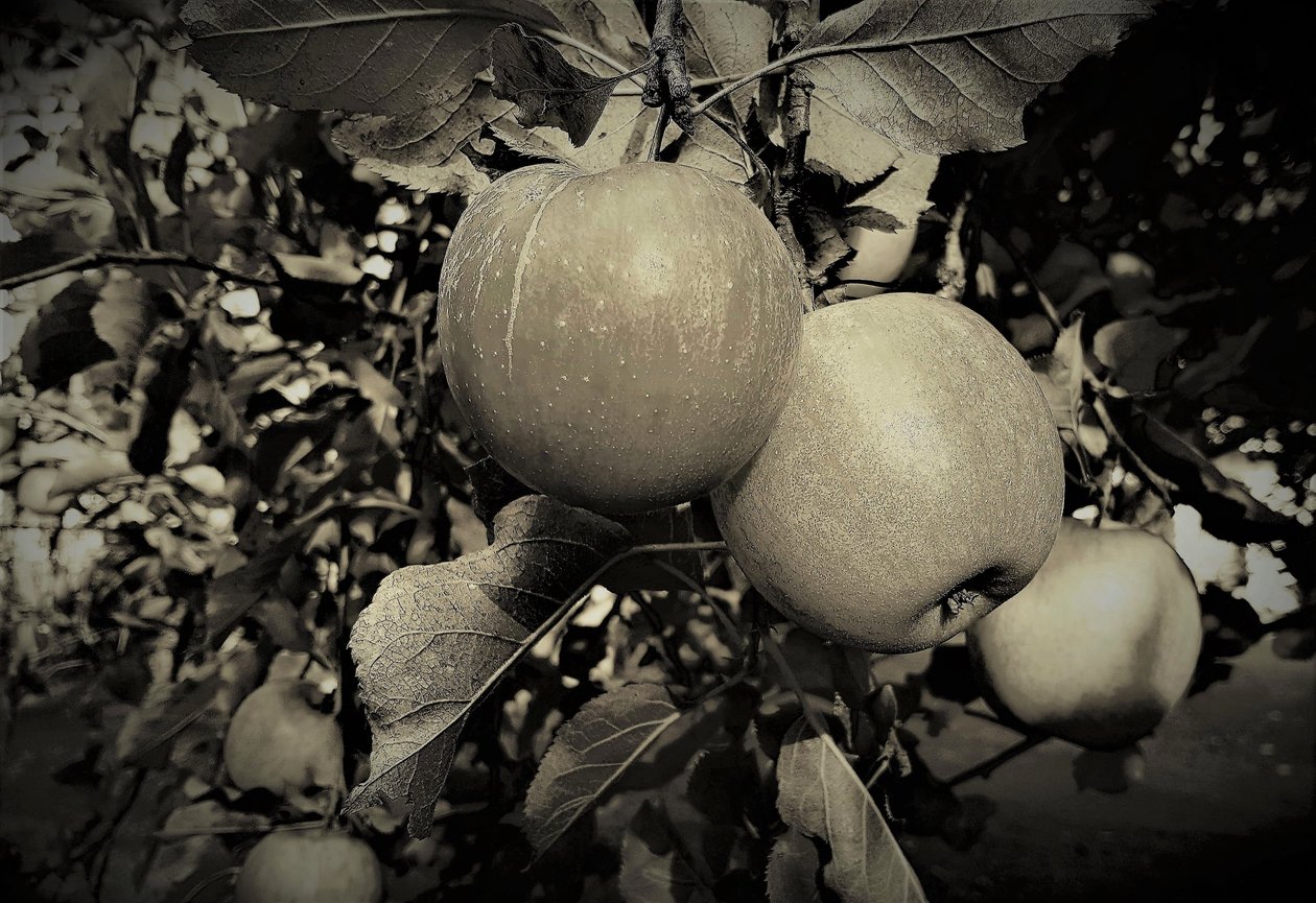 doğal nesneler,2019,(fotoğraf) by Alex Caminker
