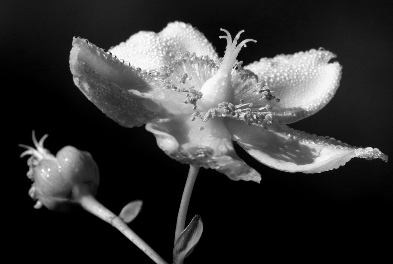 organik heykel,2019,(fotoğraf) by Alex Caminker