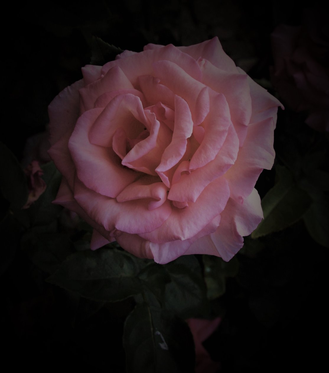 pembe gezegen,2019,(fotoğraf) by Alex Caminker