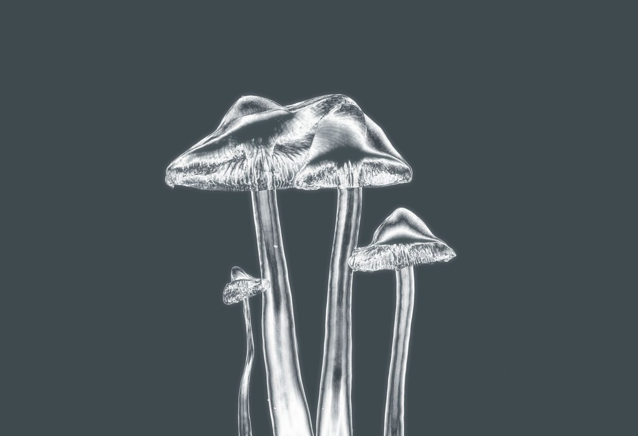 gümüş mashrooms,2019,(fotoğraf) by Alex Caminker
