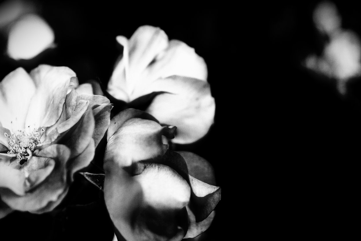 hassasiyet,2019,(fotoğraf) by Alex Caminker