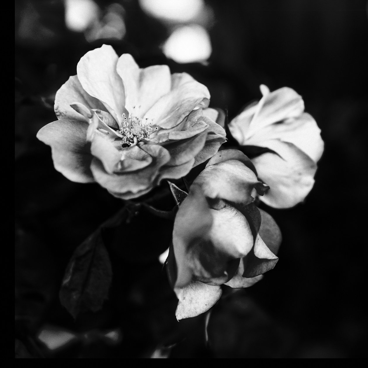 üç çiçek,2019,(fotoğraf) by Alex Caminker
