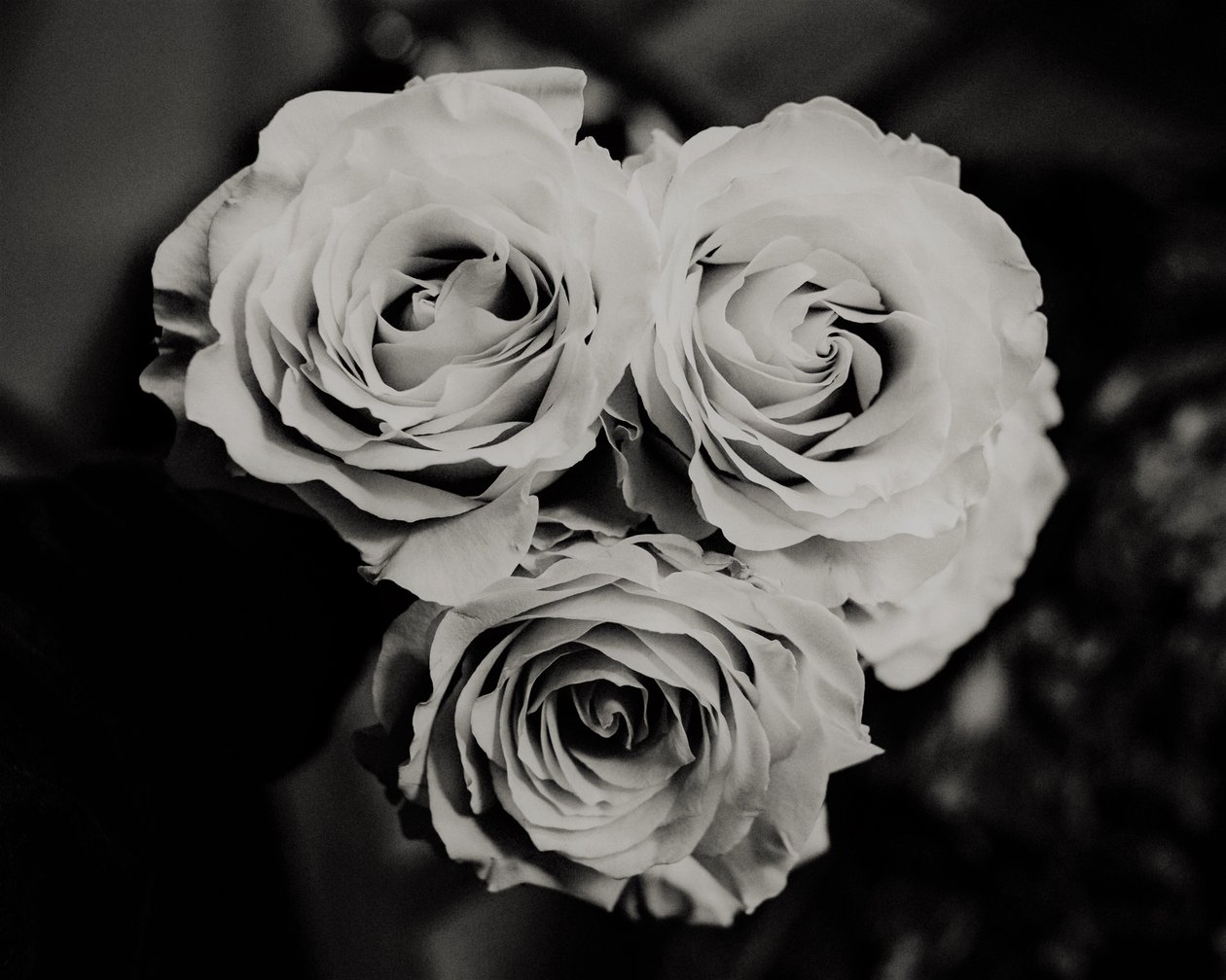 üç gül,2019,(fotoğraf) by Alex Caminker
