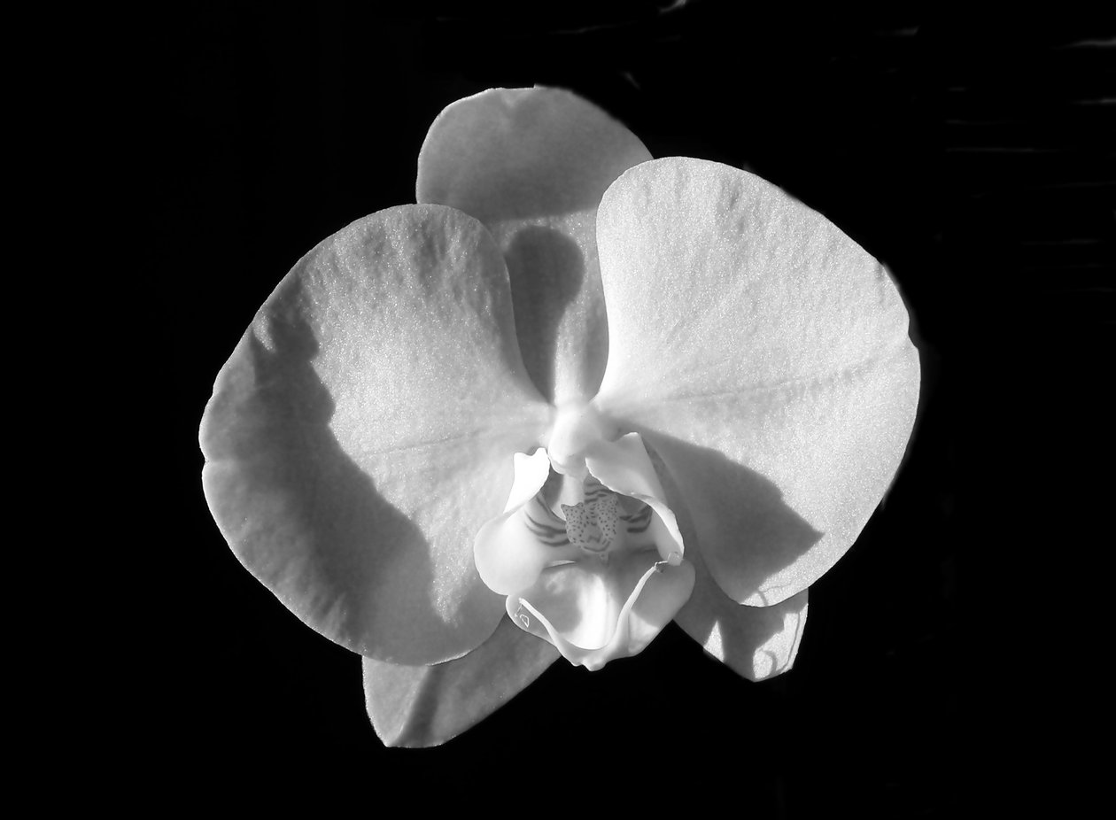 untitled(çiçek),2019,(fotoğraf) by Alex Caminker