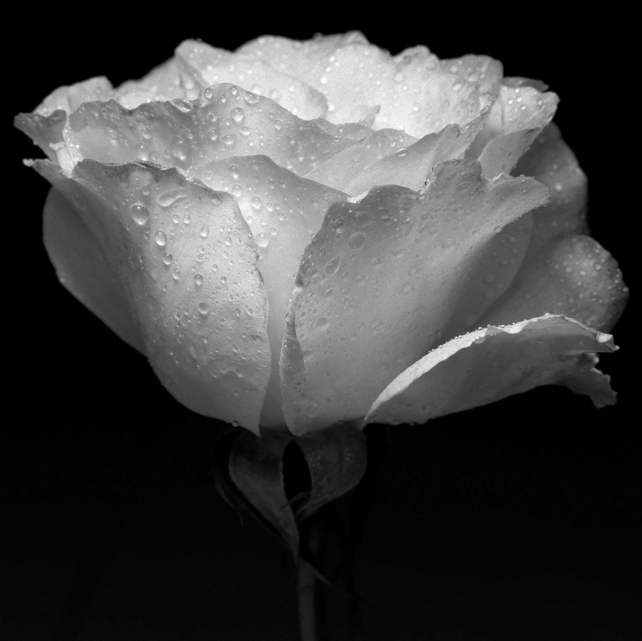 beyaz çiçek ve su,2019,(fotoğraf) by Alex Caminker