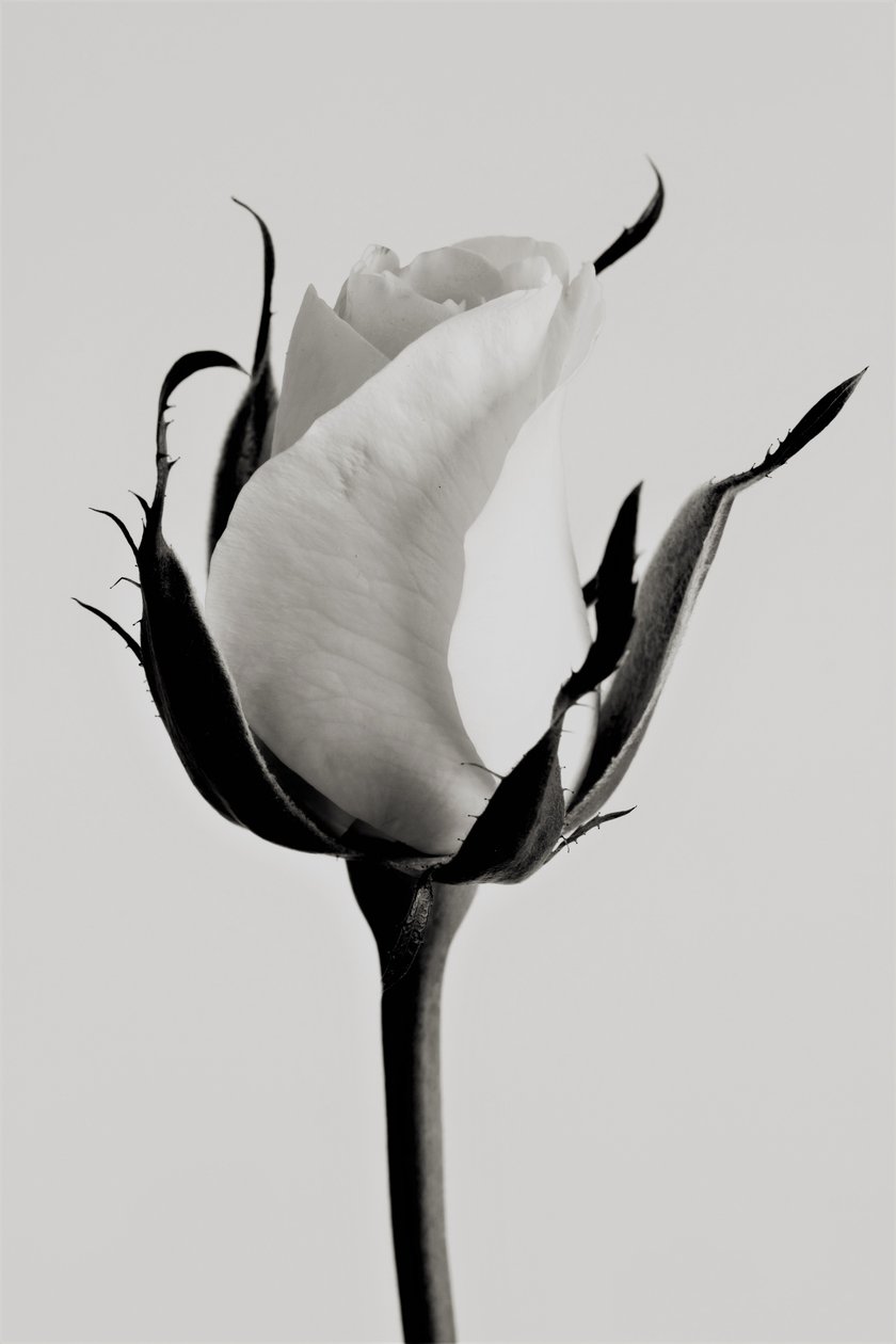 beyaz gül,2019,(fotoğraf) by Alex Caminker