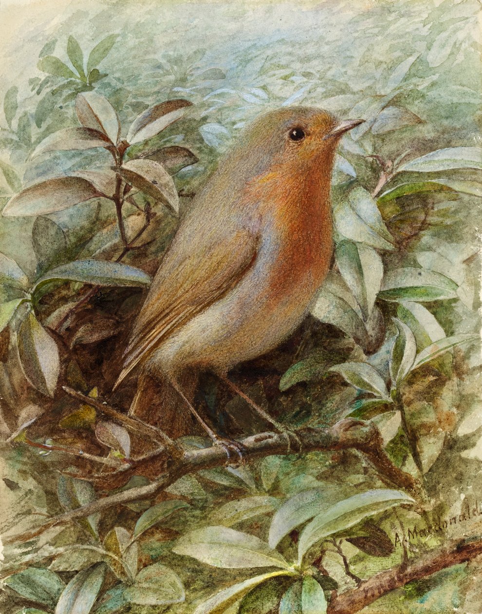Bir Daldaki Robin by Alexander Macdonald