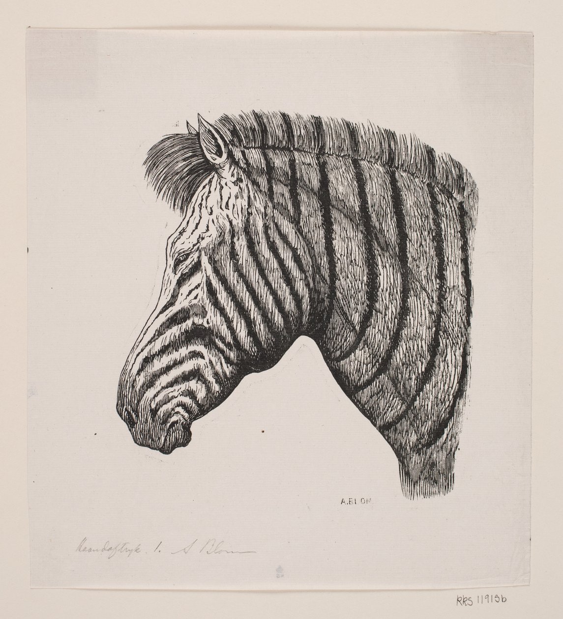 Bir Zebra Başkanı by Alexander Blom