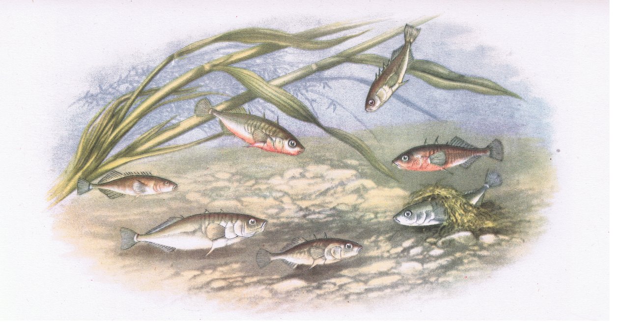 Sticklebacks, İngiltere