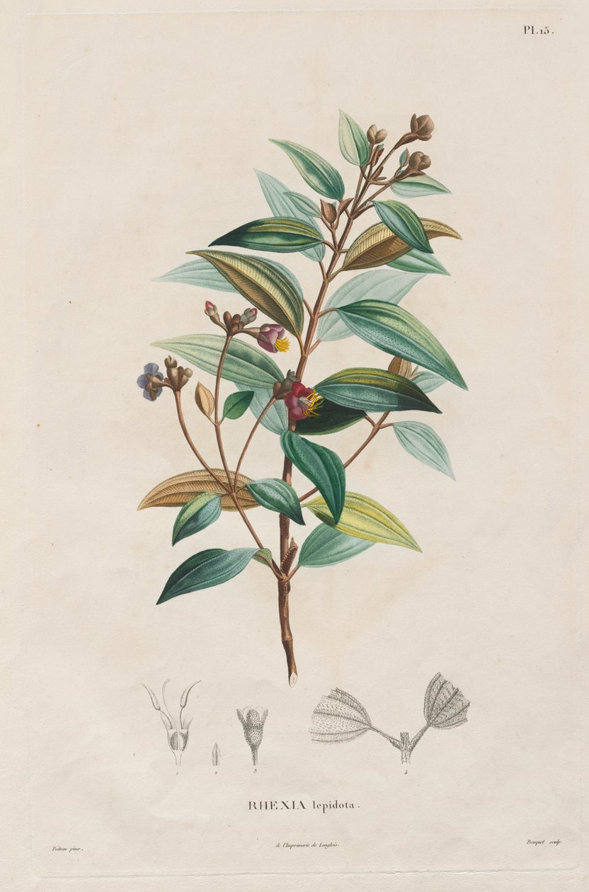 1709-1804 yılları arasında yapılmış yeni kıtanın ekinoktal bölgelerine yolculuk: Melastomaceae monografisi: No. 15 by Alexander, Freiherr von Humboldt