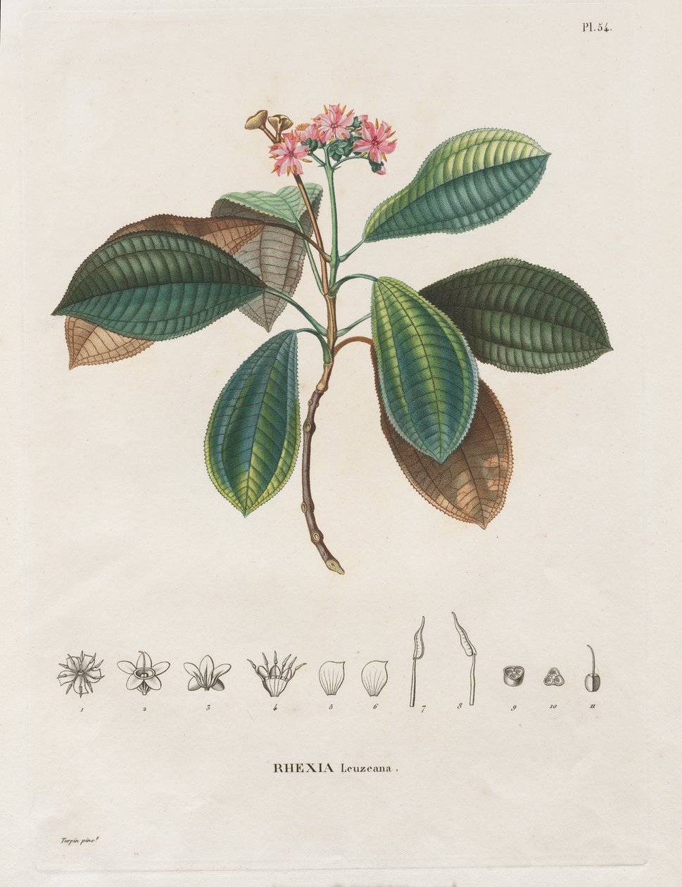 Yeni Kıtanın Ekinoks Bölgelerine Yolculuk, 1709-1804 Yıllarında Yapılan: Melastomaceae Monografisi: No. 54 by Alexander, Freiherr von Humboldt