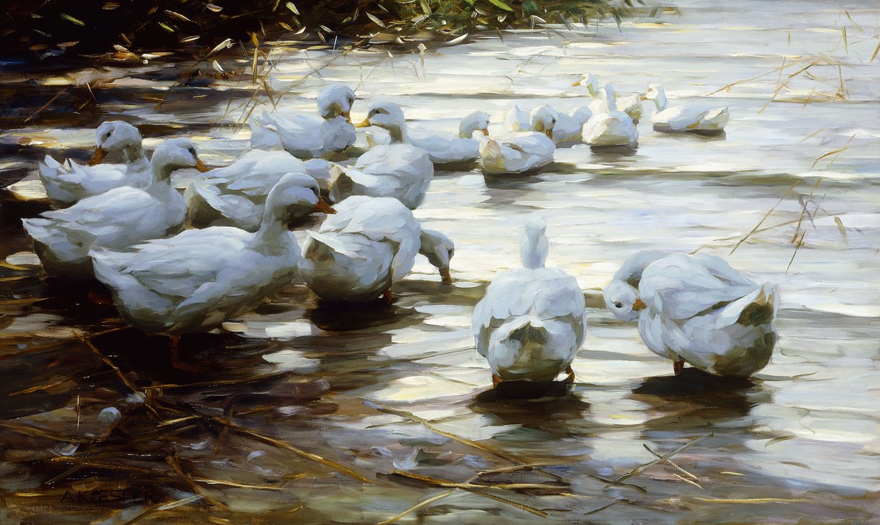 Sığ Su Kamışında Ördekler; Sığ Saz Suda Ördekler by Alexander Koester