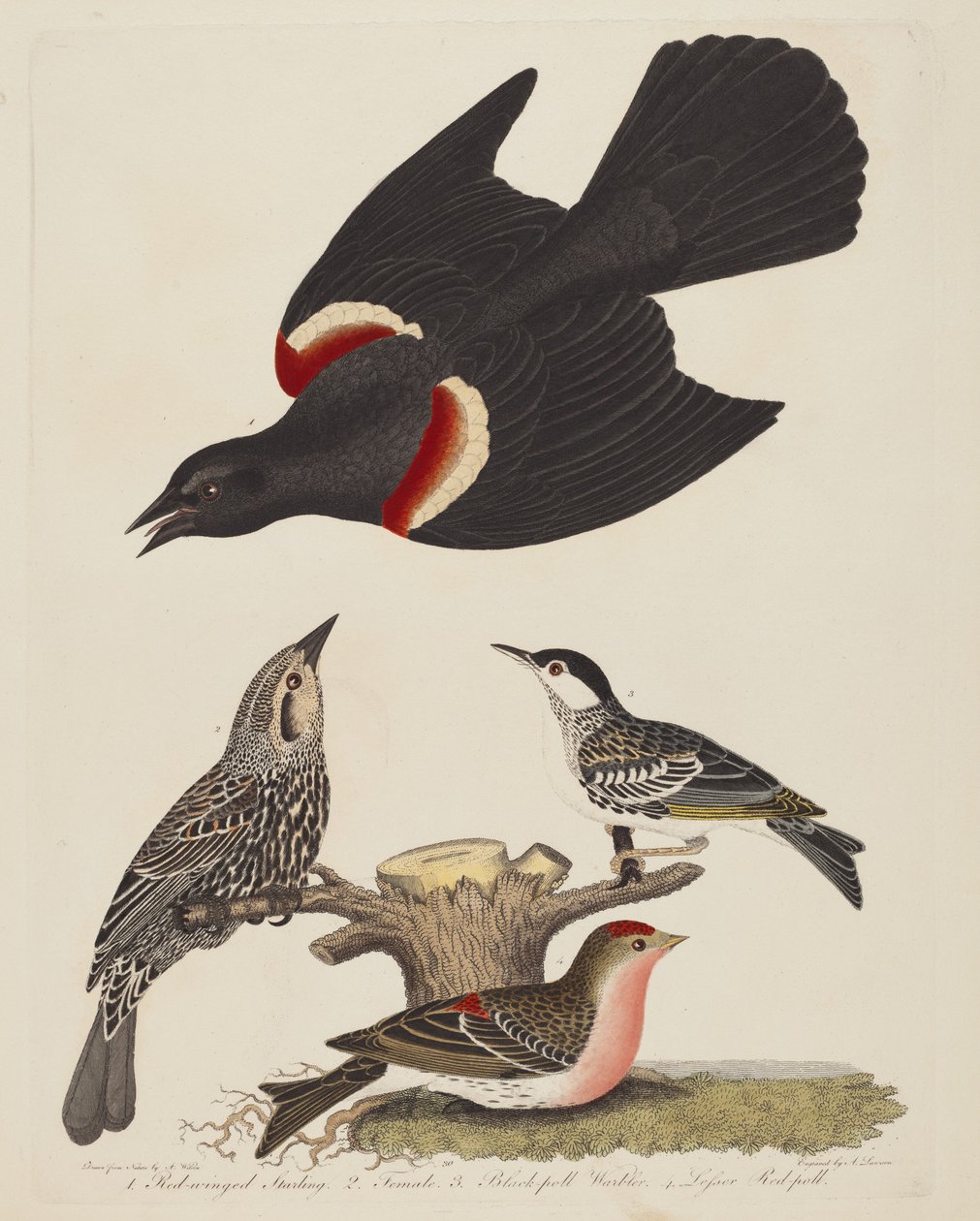Kızıl Kanatlı Starling, Dişi Kızıl Kanatlı Starling, Kara Anket Ötleğen ve Küçük...,yayın.1808-1814. by Alexander Lawson