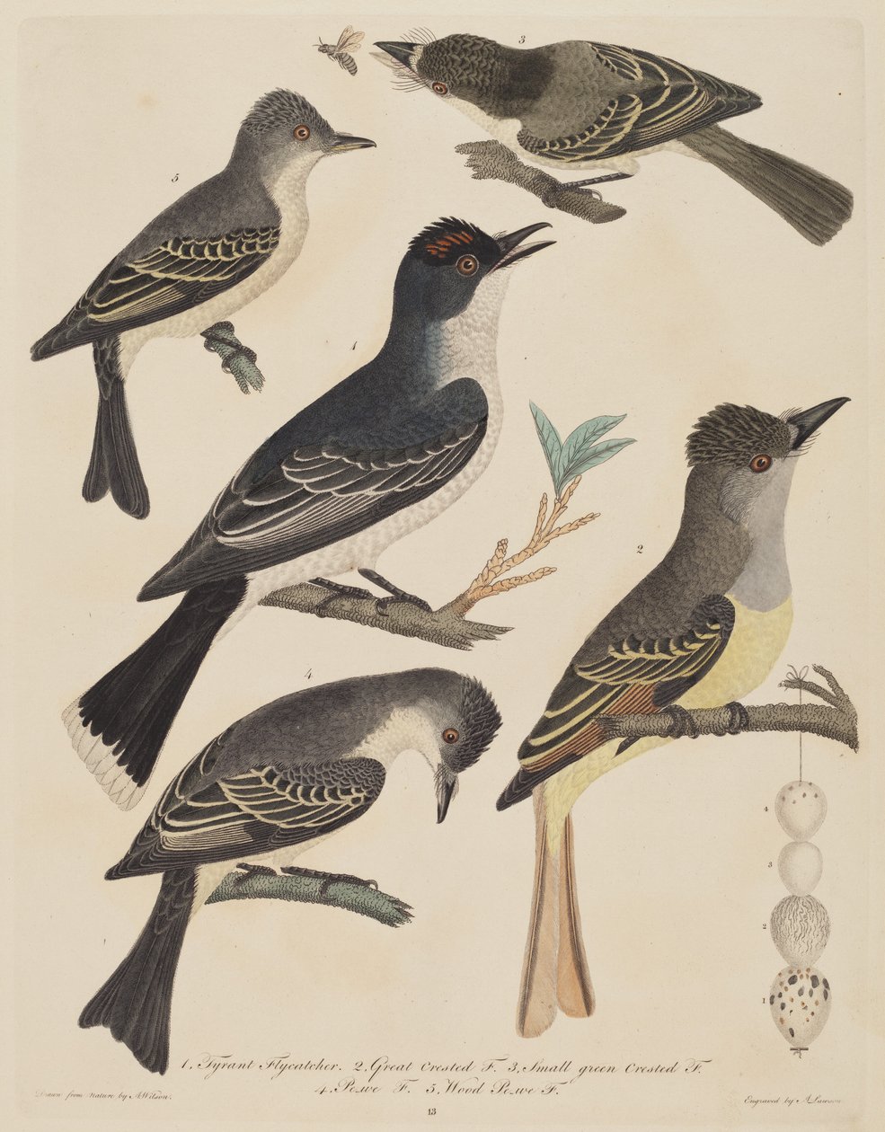 Yumurtaları ve Böcekleri Olan Beş Kuş by Alexander Lawson after Alexander Wilson