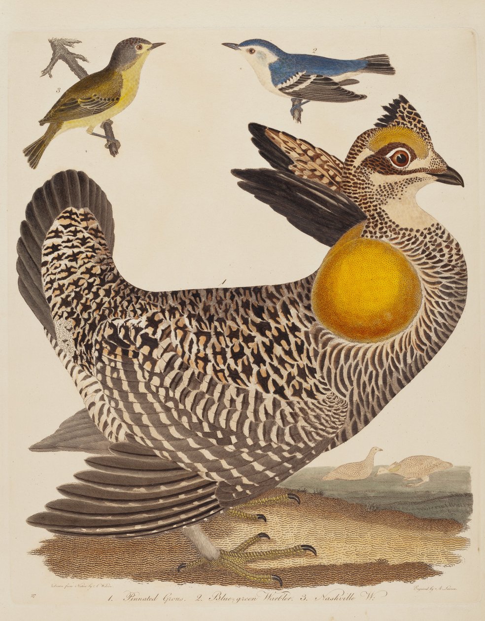 Pinnated Grous, Mavi-yeşil Ötleğen ve Nashville Ötleğen by Alexander Lawson after Alexander Wilson
