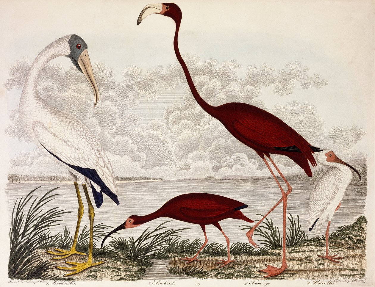 Ahşap Ibis, Kızıl Flamingo, Beyaz Ibis, c.1828-1829 by Alexander Wilson