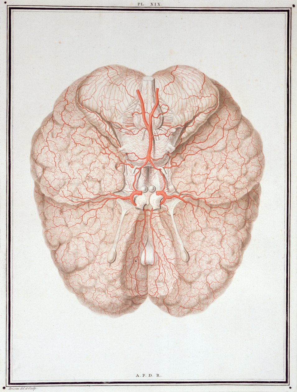 Beyin, 'Traite d'Anatomie de Cerveau'dan Felix Vicq d'Azyr (1748-94) 1786 by Alexandre Briceau