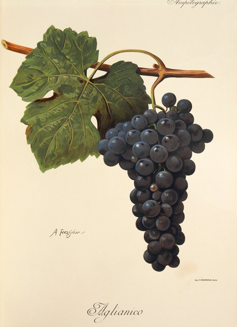 A. Kreyder tarafından Aglianico üzümü by Alexis Kreyder
