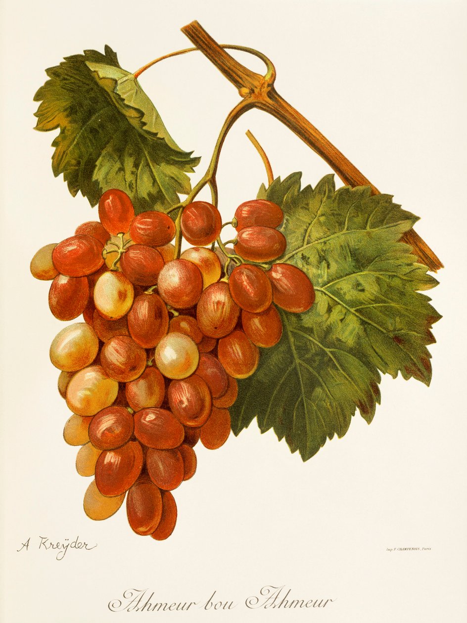 Ahmeur Bou Hameur üzümü, A. Kreyder by Alexis Kreyder