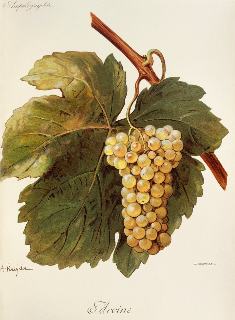Arvine üzümü, A. Kreyder by Alexis Kreyder