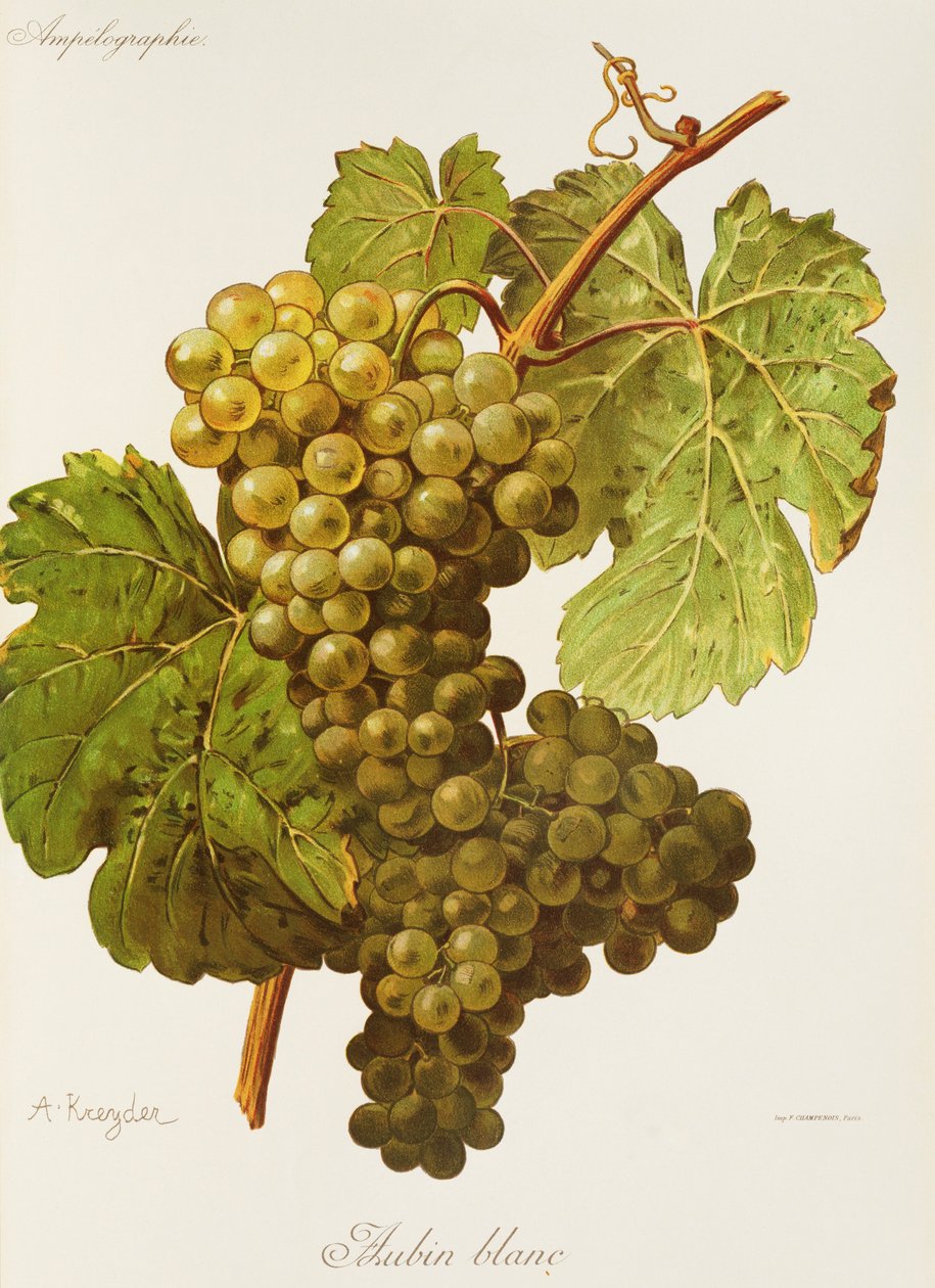 Aubin Blanc üzümü, A. Kreyder by Alexis Kreyder