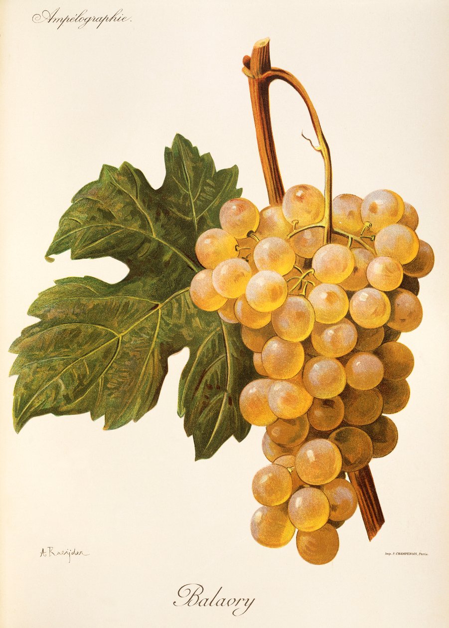 Balavry üzümü, A. Kreyder by Alexis Kreyder