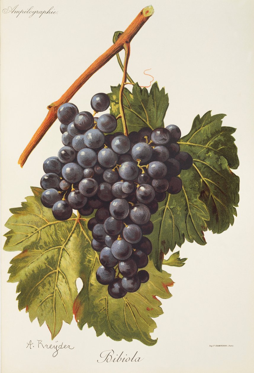 Bibiola üzümü, A. Kreyder by Alexis Kreyder