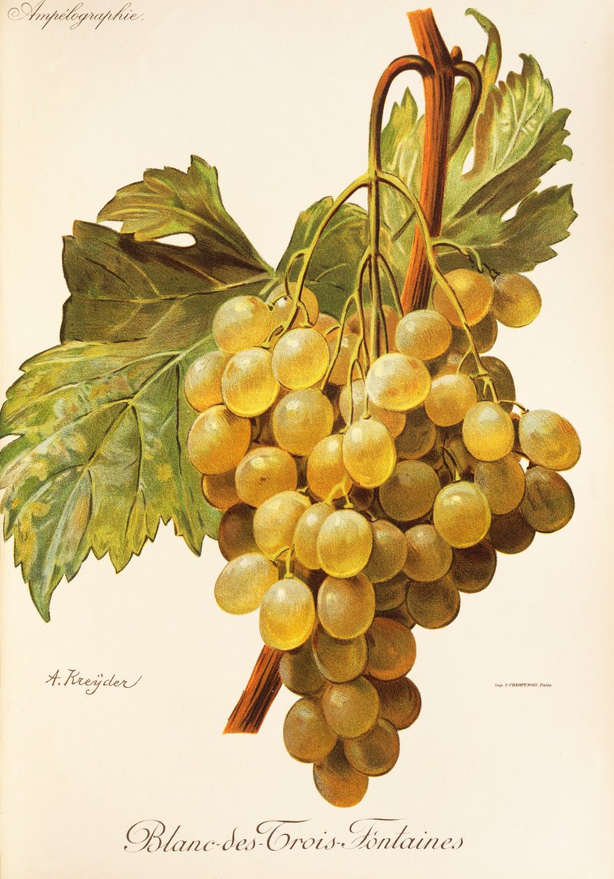 Blanc-des-Trois-Fontaines üzümü, A. Kreyder by Alexis Kreyder