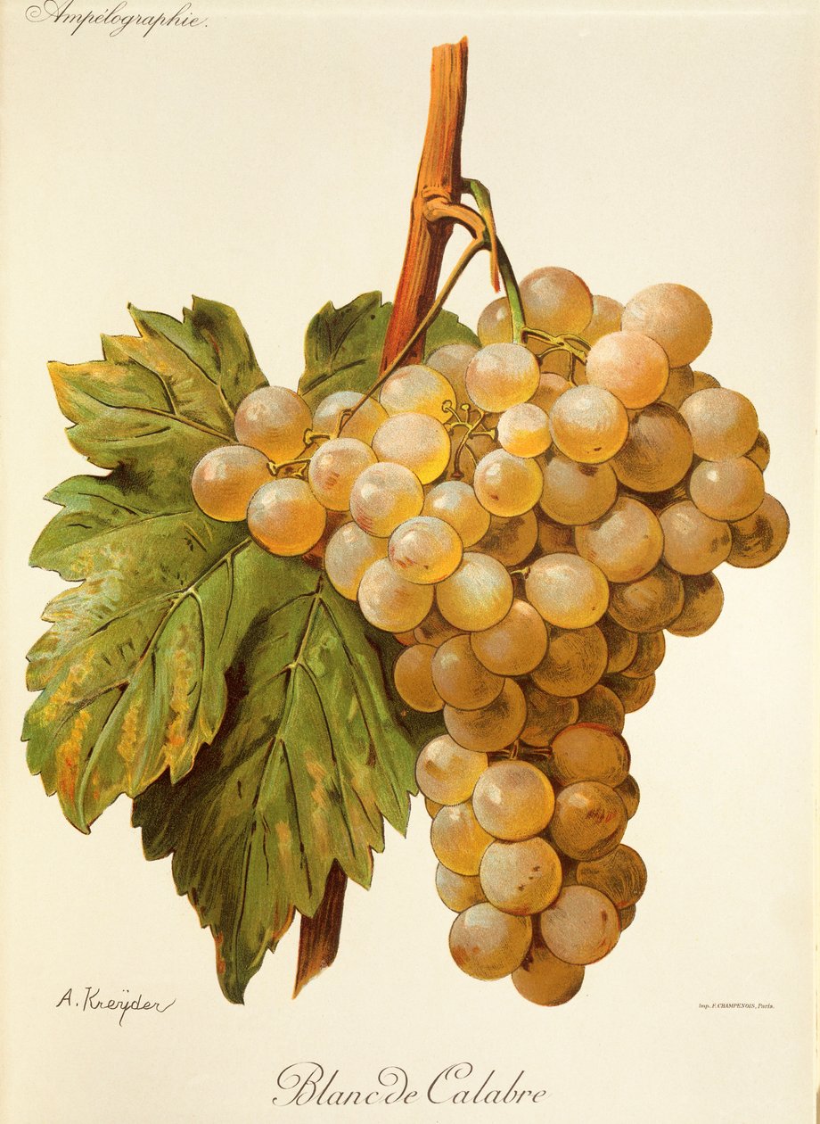 Blanc de Calabria üzümü, A. Kreyder by Alexis Kreyder