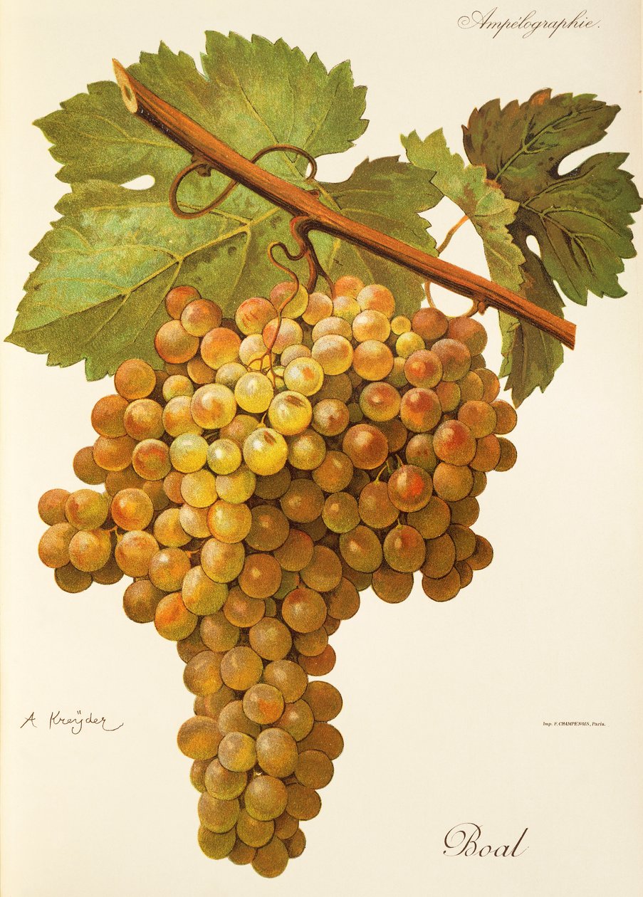 Boal üzüm, A. Kreyder by Alexis Kreyder
