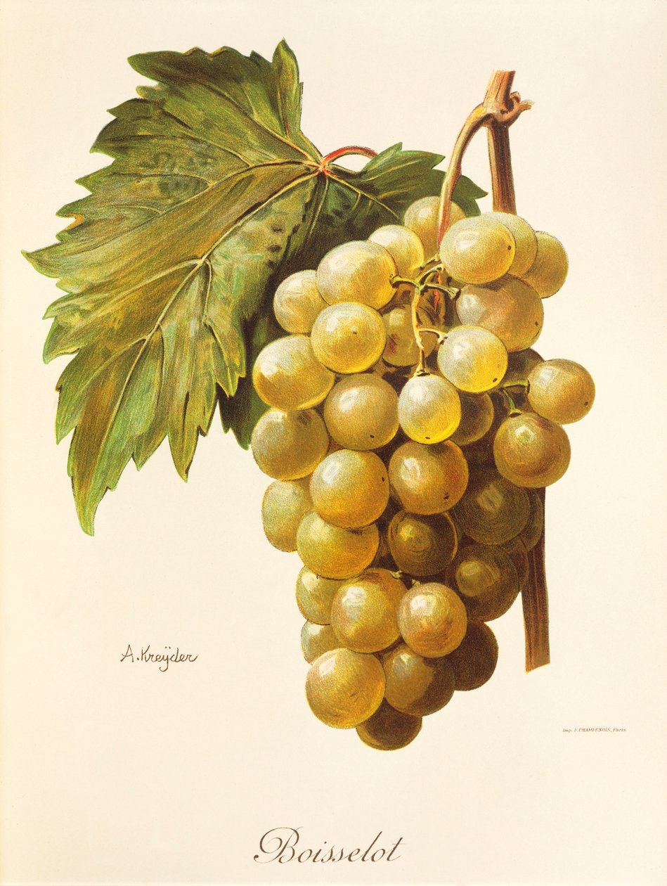 Boisselot üzümü, A. Kreyder by Alexis Kreyder
