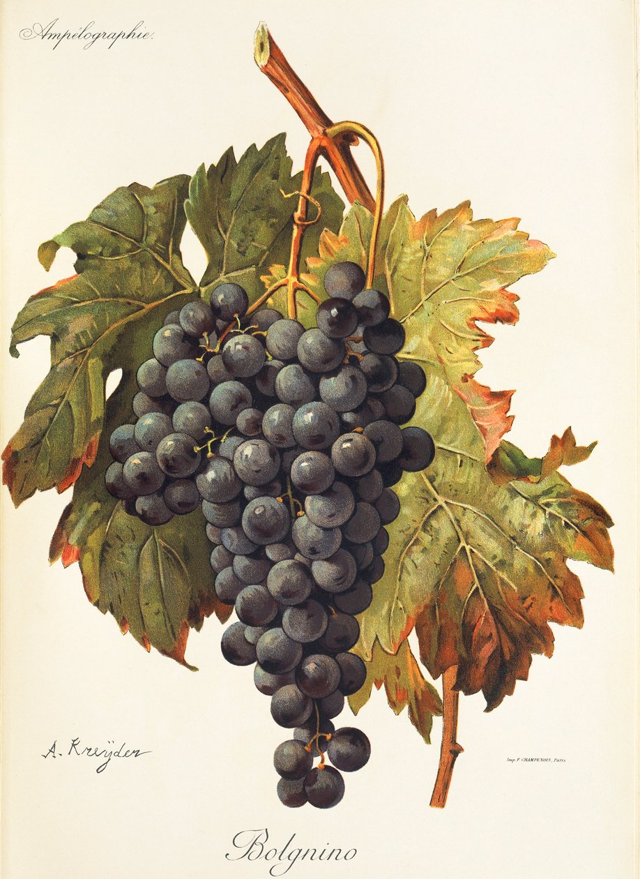 Bolgnino üzümü, A. Kreyder by Alexis Kreyder