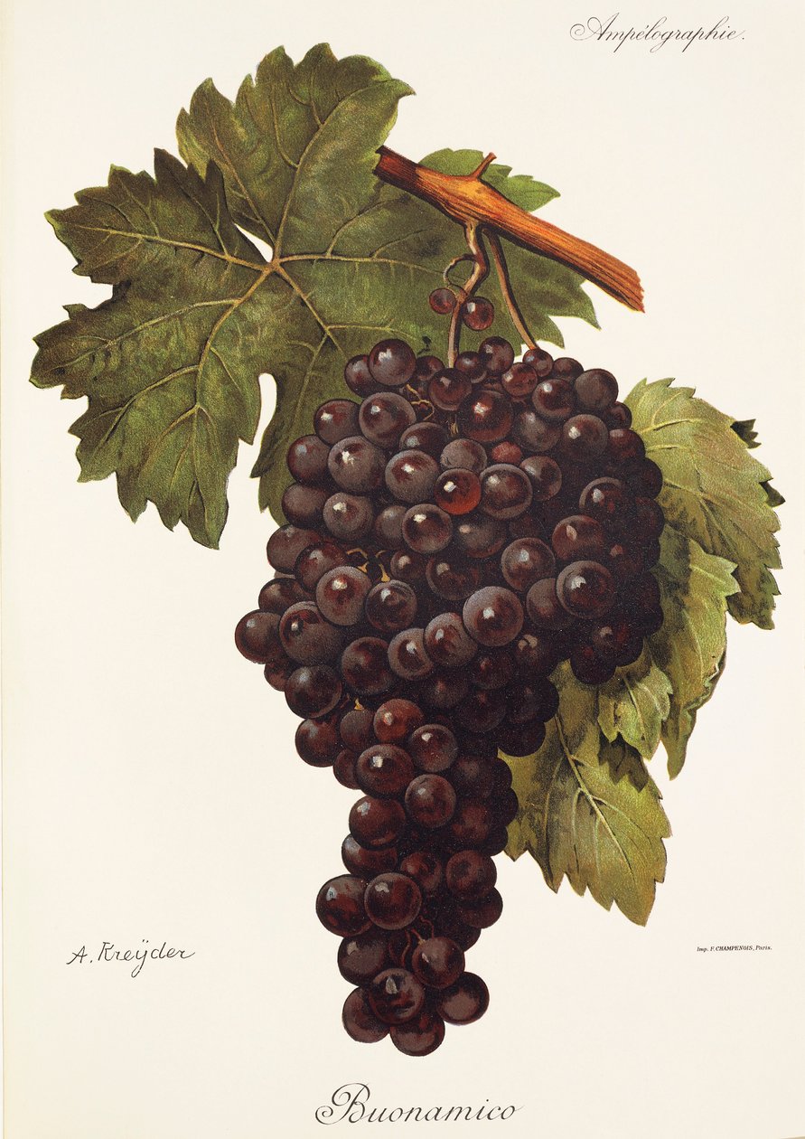 Buonamico üzümü, A. Kreyder by Alexis Kreyder