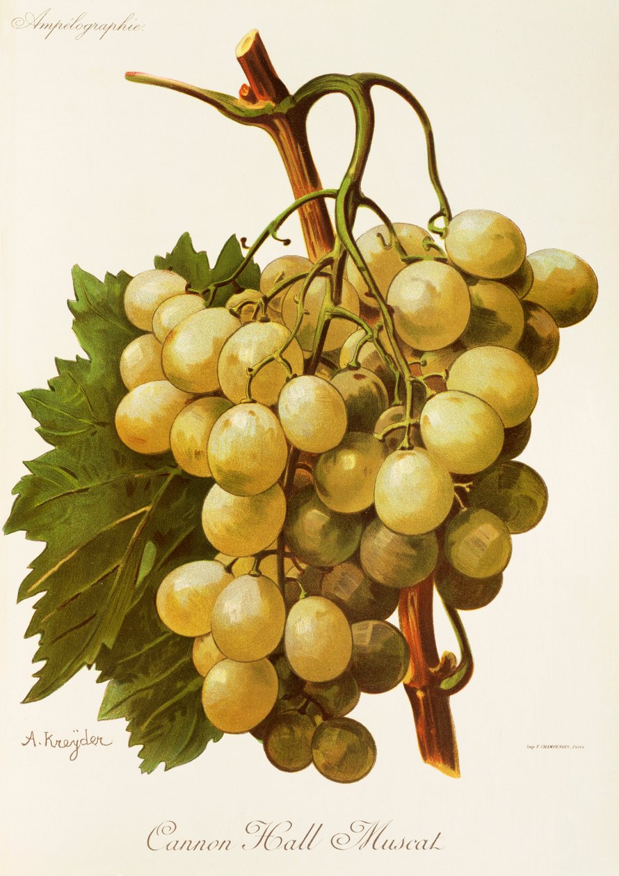 Cannon Hall Muscat üzümü, A. Kreyder by Alexis Kreyder