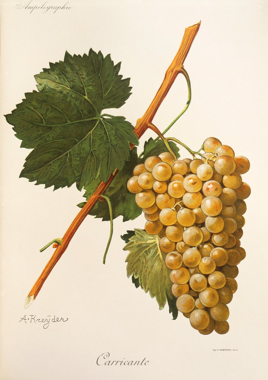 A Kreyder tarafından Carricante üzüm by Alexis Kreyder