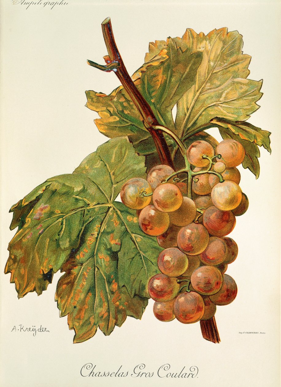 Chasselas Gros Coulard üzümü, A. Kreyder by Alexis Kreyder