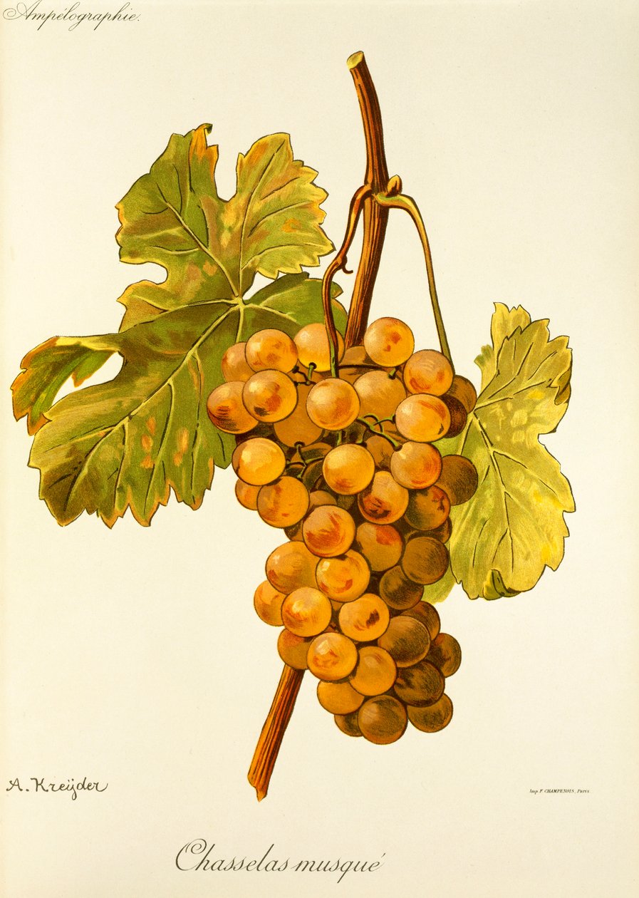 A. Kreyder tarafından Chasselas Musque