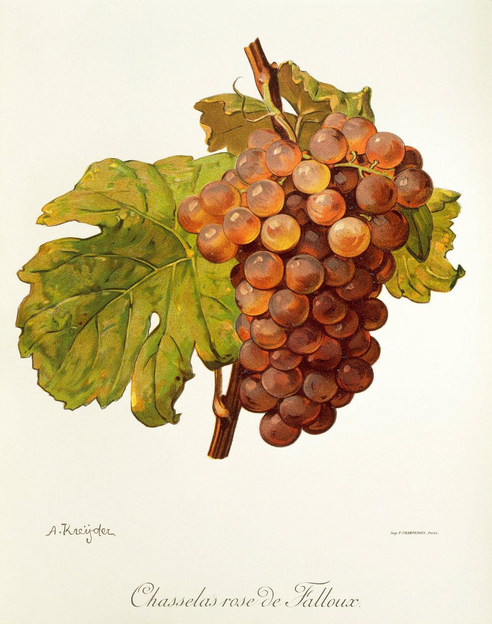 A. Kreyder tarafından Chasselas Rose de Falloux üzümü by Alexis Kreyder