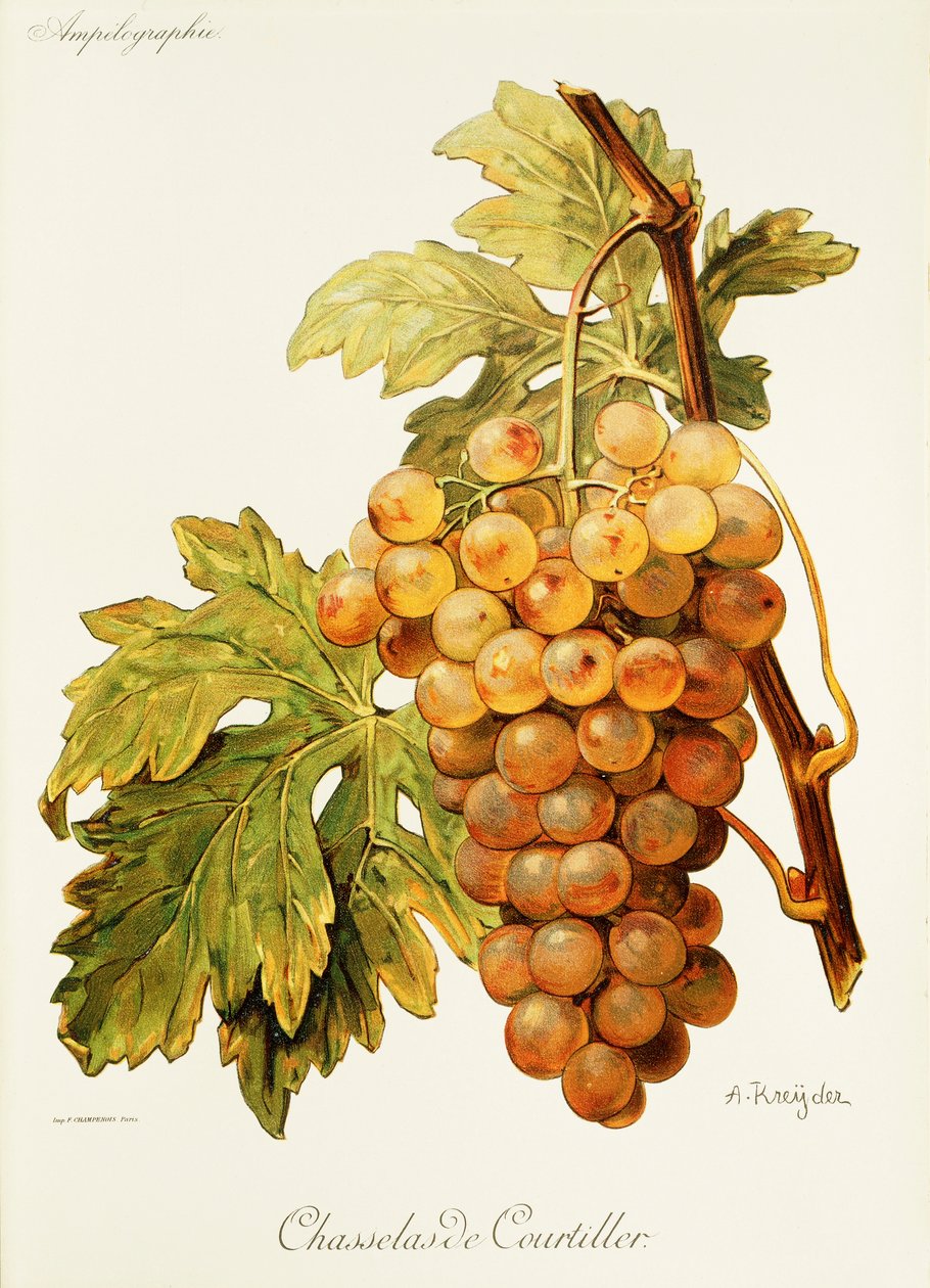 A. Kreyder tarafından Chasselas de Courtiller üzümü by Alexis Kreyder