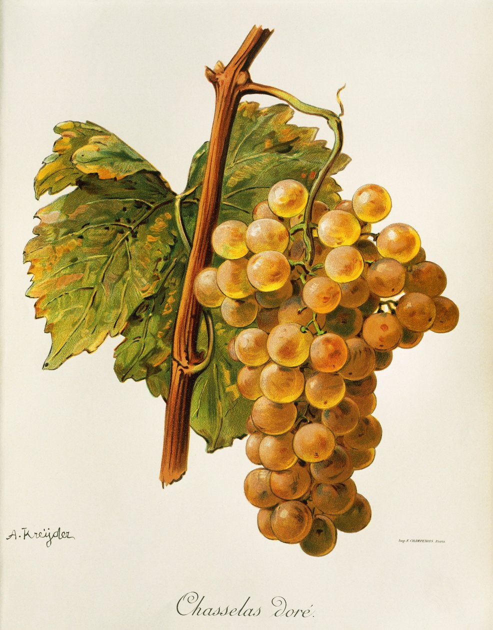A. Kreyder tarafından Chasselas altın üzüm by Alexis Kreyder