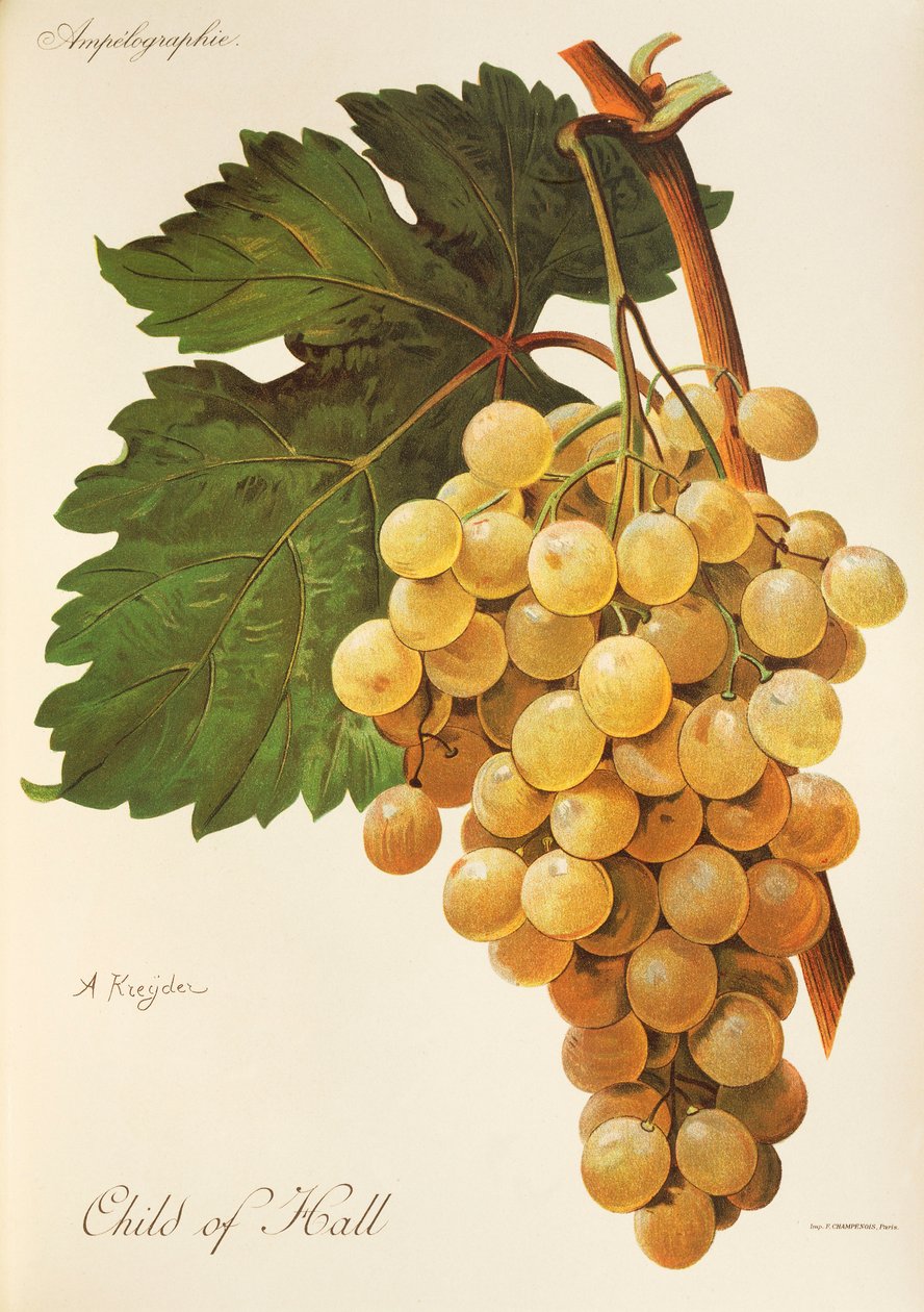Hall üzümünün çocuğu, A Kreyder by Alexis Kreyder
