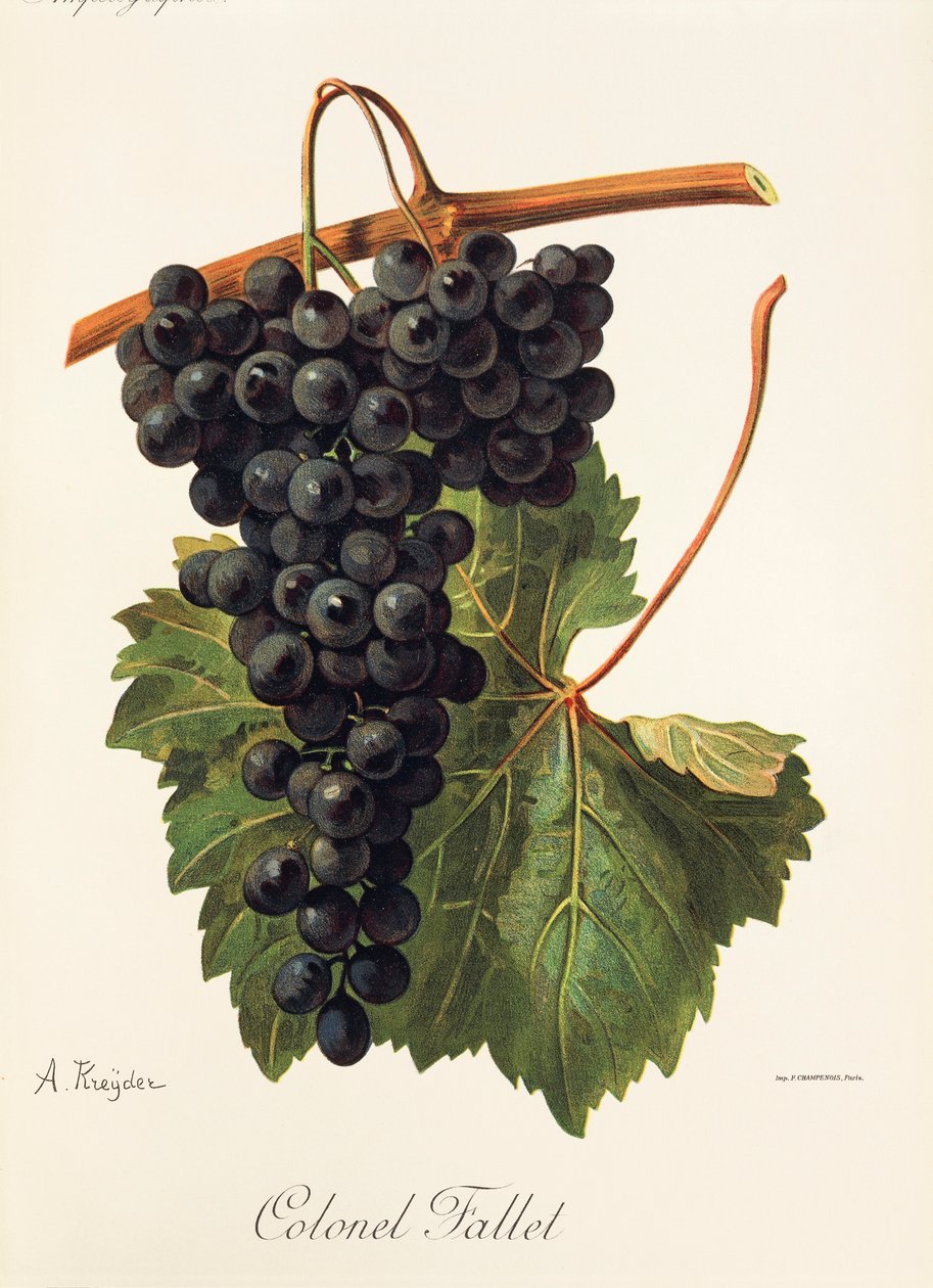 Albay Fallet üzüm, A. Kreyder by Alexis Kreyder