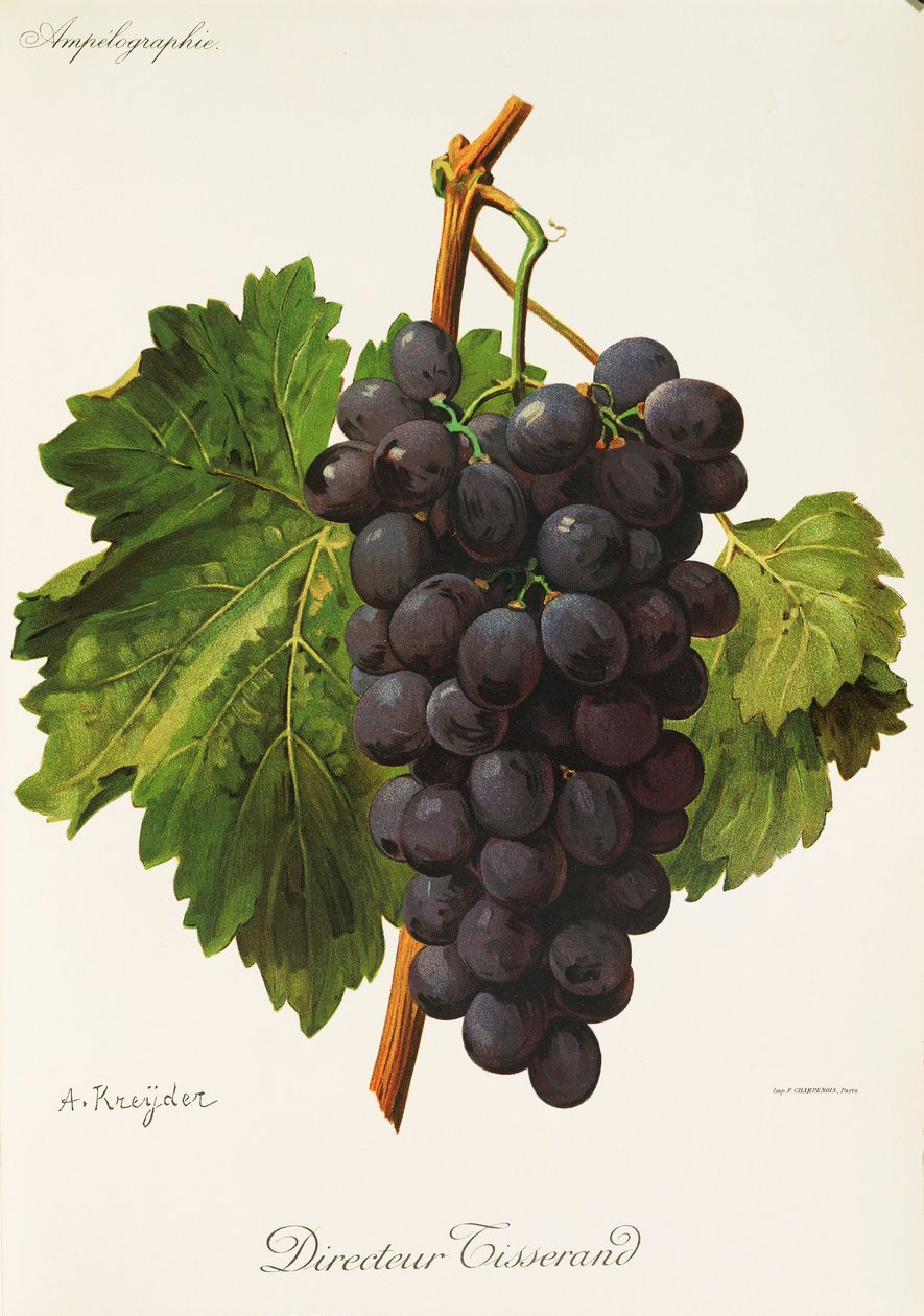 Yönetmen Tisserand üzüm, A. Kreyder by Alexis Kreyder